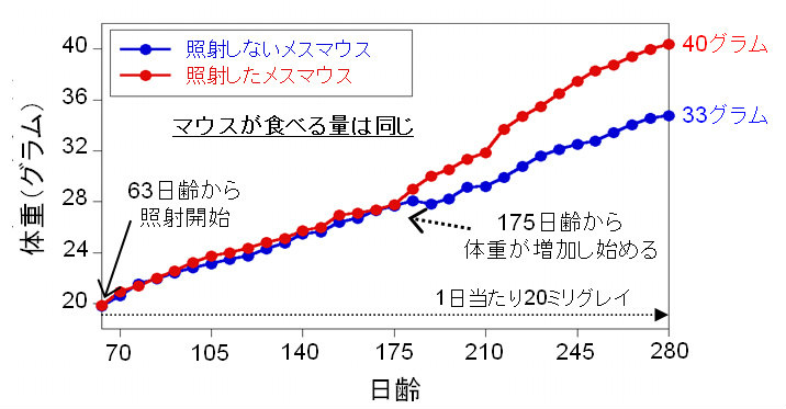 画像：63～280日齢までメスマウスに連続照射した際の体重増加のデータ