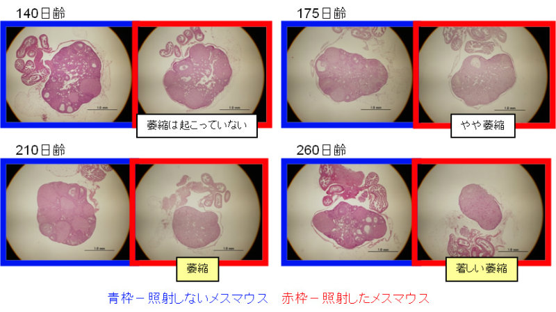 画像：140、175、210、260日齢の卵巣組織の顕微鏡写真