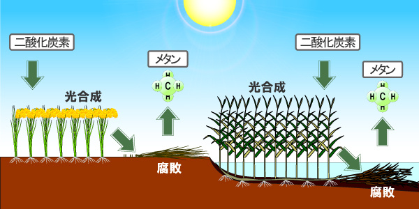 画像：メタン発生の仕組み