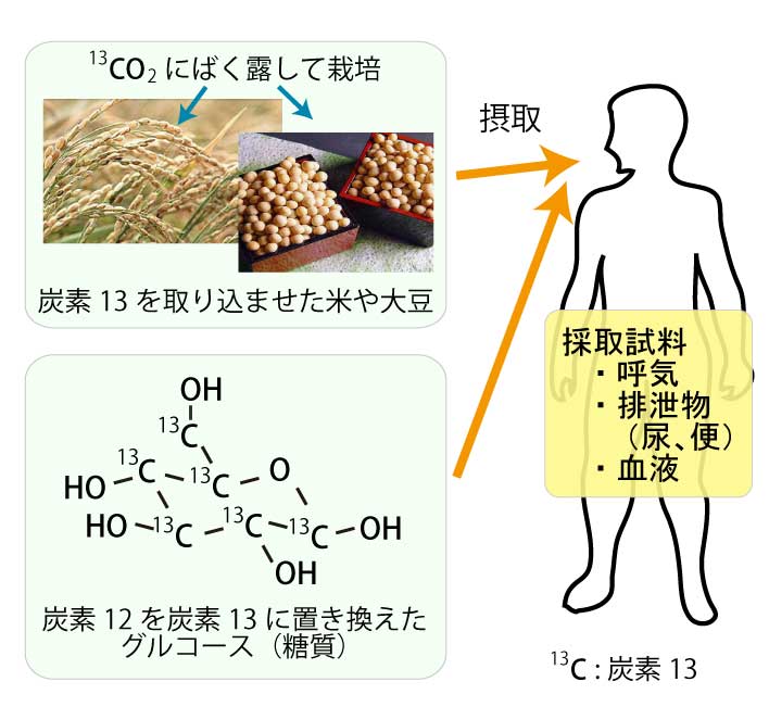 画像：ヒトにおける炭素代謝実験のイメージ