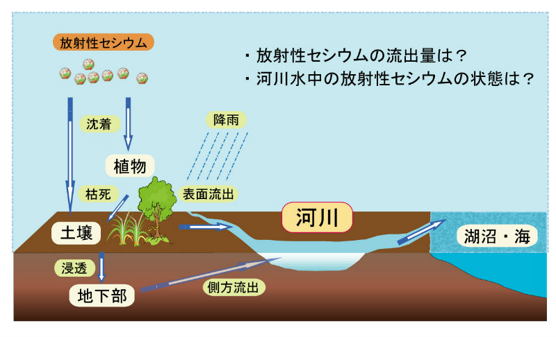 画像：集水域から河川への放射性セシウムの動きのイメージ