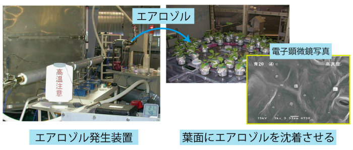 画像：セシウムを葉面に沈着させ動きの調査