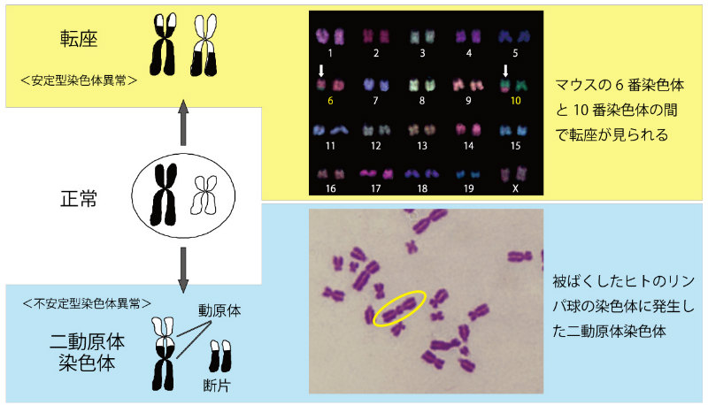 画像：被ばく線量推定の指標となる染色体異常