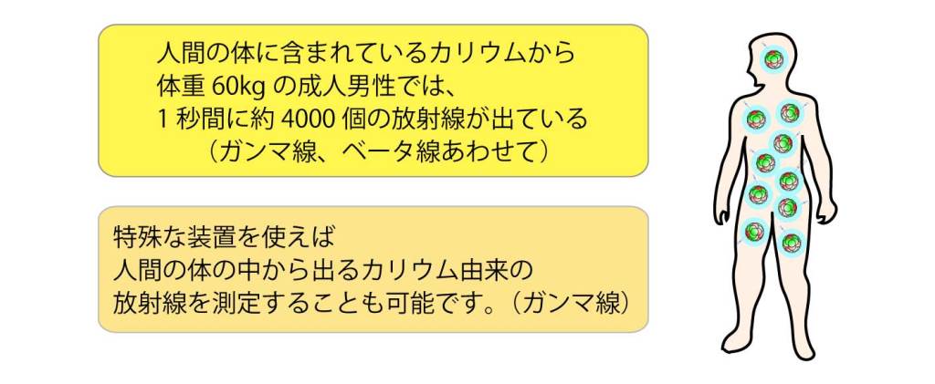 画像：人間の身体に含まれているカリウムから体重60kgの成人男性では、1秒間に約4000個の放射線が出ている（ガンマ線、ベータ線あわせて）。特殊な装置を使えば人間の身体の中から出るカリウム由来の放射線を想定することも可能です。（ガンマ線）
