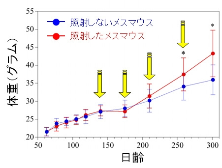 画像：1日あたり20ミリグレイで63日齢から300日齢まで連続照射したメスマウスの集団および同日齢の照射しないマウスの集団ごとの体重変化