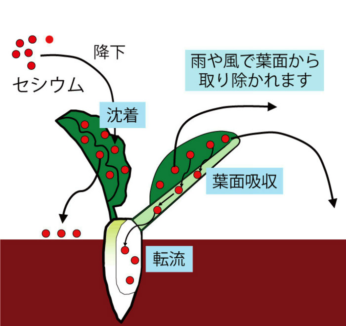 画像：セシウムの作物への移行