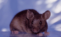 画像：実験用マウス