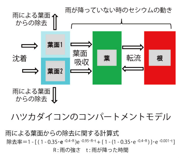 画像：ハツカダイコンのコンパートメントモデル