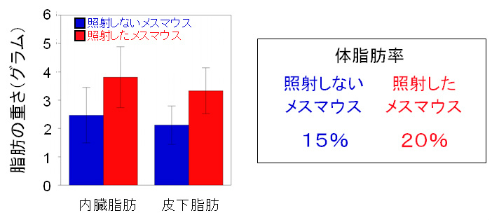 画像：1日あたりに20ミリグレイで63日齢から放射線を連続照射して280日齢になった照射マウス及び同日齢の非照射マウスを解剖して脂肪組織の重さを調べた結果