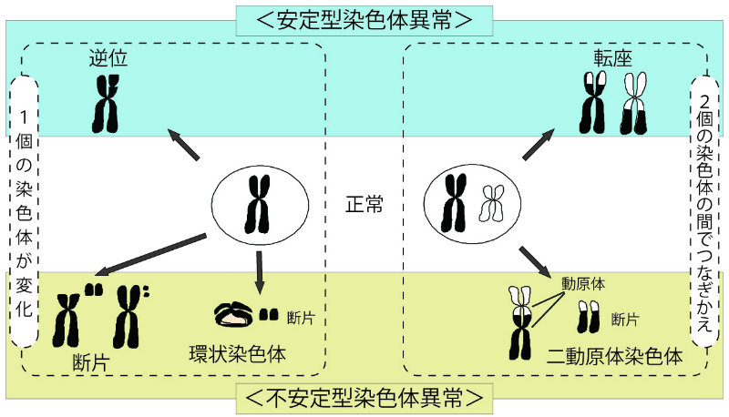 画像：顕微鏡で観察できる染色体異常