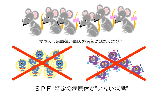 画像：SPF：特定の病原体が「いない状態」の図解