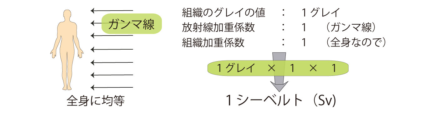 画像：グレイとシーベルトの関係