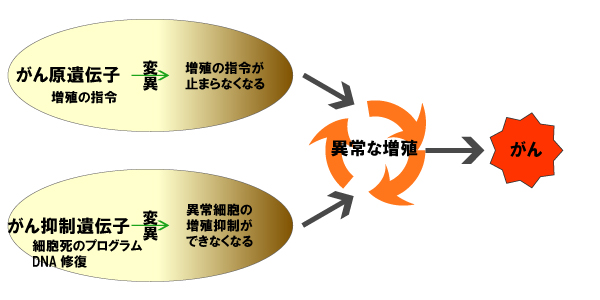 画像：がんに関係する遺伝子イメージ図