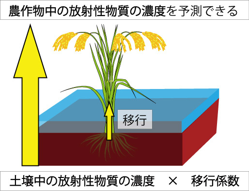 画像：放射性物質の移行を予測するための「移行係数」