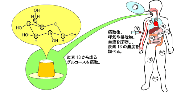 画像：被験者がこの特別なグルコース（粉末）を摂取し、呼気や排泄物、血液などを採取し、炭素13の濃度変化を測定することで、体内での炭素の動きを推定する実験のイメージ図