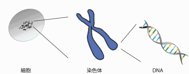 画像：細胞・染色体・DNA
