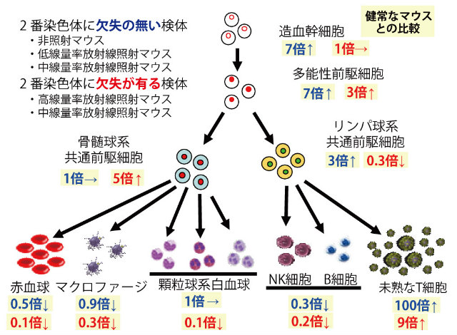 画像：線量率による白血病タイプの違い