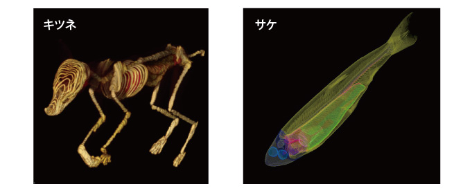 画像：キツネとサケのファントム