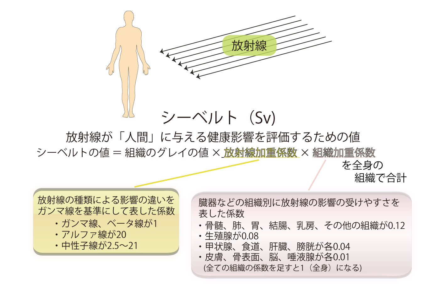 画像：シーベルト・放射線が「人間」に与える健康影響を評価するための値