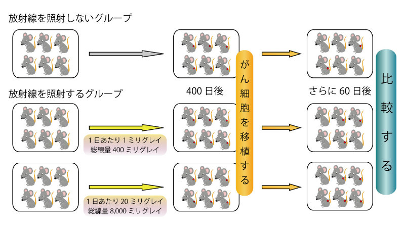 画像：放射線照射マウスへのがん細胞移植実験（イメージ）