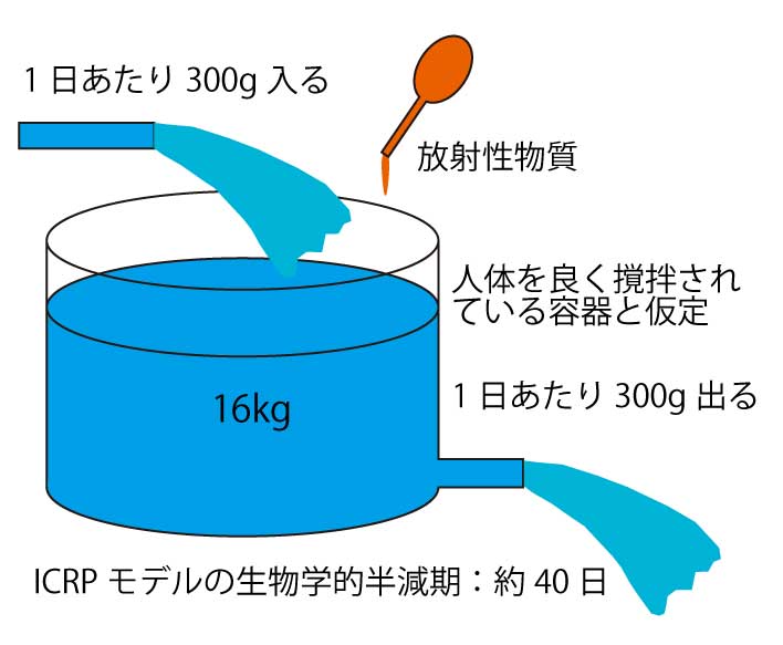 画像：ICRPモデル（放射性炭素の人体内の動き）