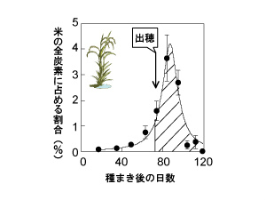 画像：種まき後約70日以降に取り込まれた炭素が米に残る割合