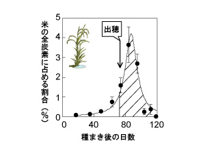 画像：種まき後約70日以降に取り込まれた炭素が米に残る割合