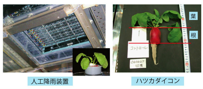 画像：降雨装置と実験中のハツカダイコン