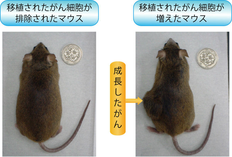 画像：放射線長期照射後がん細胞移植実験の結果