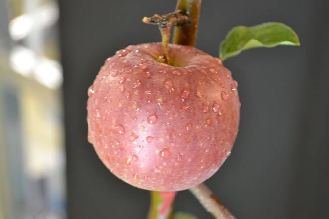 画像：青森県の主要な農産物であるリンゴでも実験を行っています。