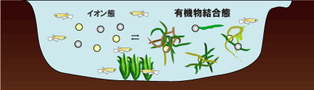 画像：有機物結合態のイメージ