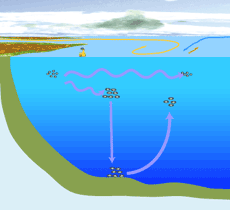 イラスト：海洋中で物質の動きの予測