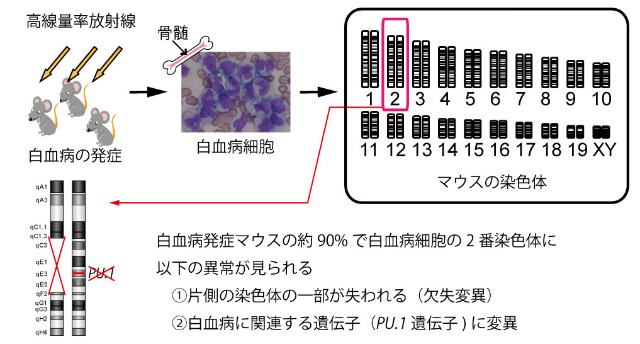 画像：白血病で見られる染色体異常の線量率による違いのイメージ