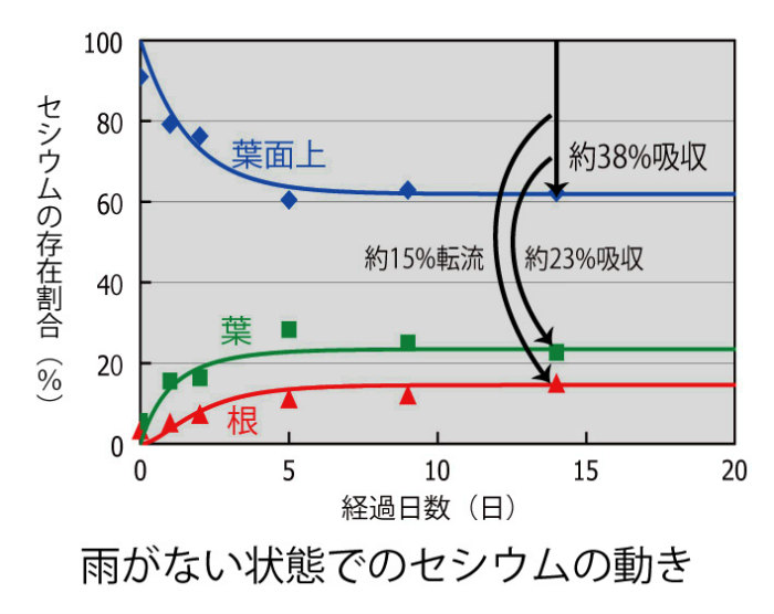 雨がない状態でのセシウムの動き