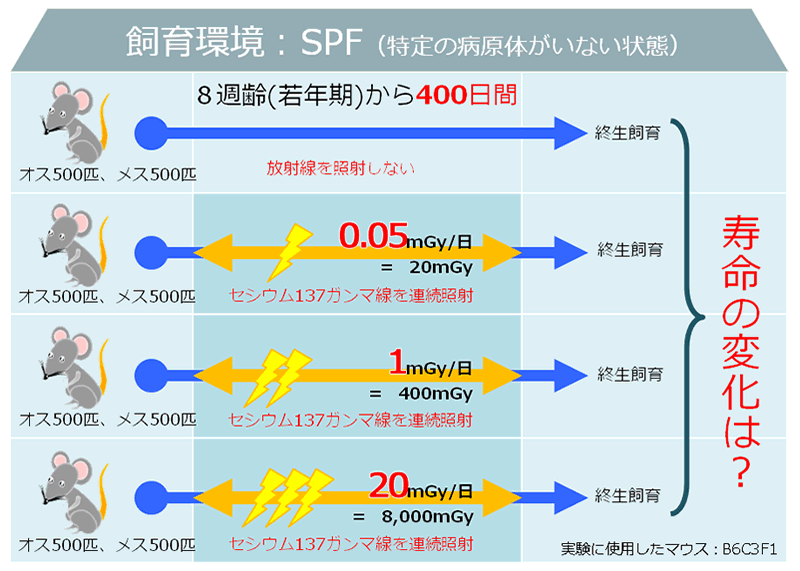 画像：飼育環境・SPF（特定の病原体がいない状態）のイメージ