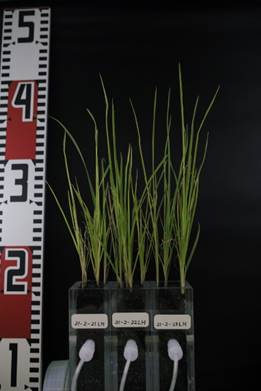 画像：青森県内の様々な特徴を持つ土壌を対象として、 2番草や3番草に対しても有効な土壌から牧草への放射性セシウム移行低減化対策を検討しています。