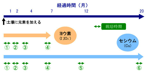 画像：時間経過による移行係数の減少