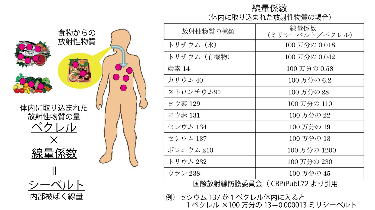 画像：線量係数について