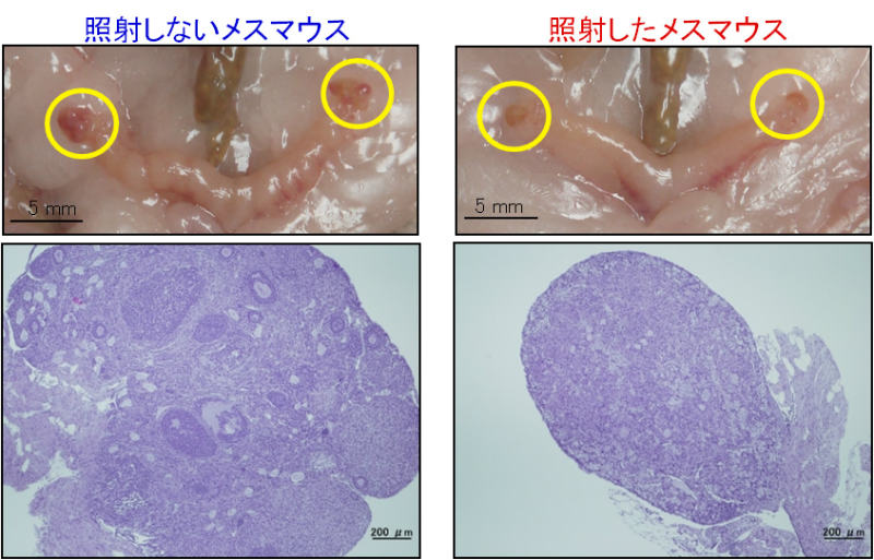 画像：1日あたりに20ミリグレイで63日齢から放射線を連続照射して280日齢に達したマウスについて、その卵巣を調べた結果