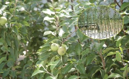 画像：青森県の主要な農産物であるリンゴでも実験を行っています。