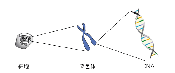 画像：デオキシリボ核酸(DNA)