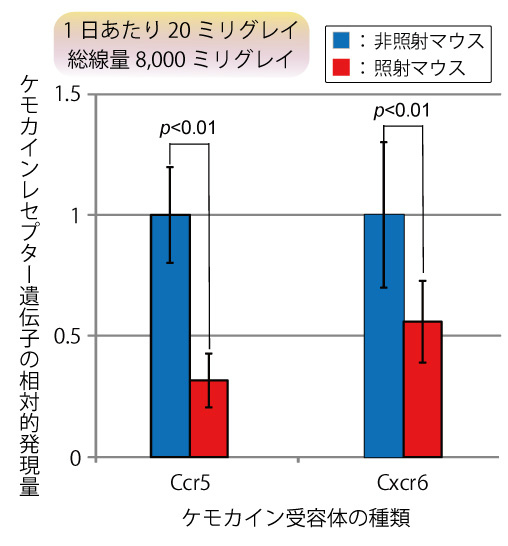 画像：ケモカインレセプター遺伝子の相対的発現量