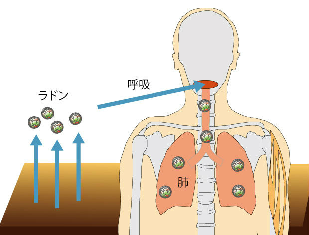 画像：ラドンによる内部被ばくのイメージ