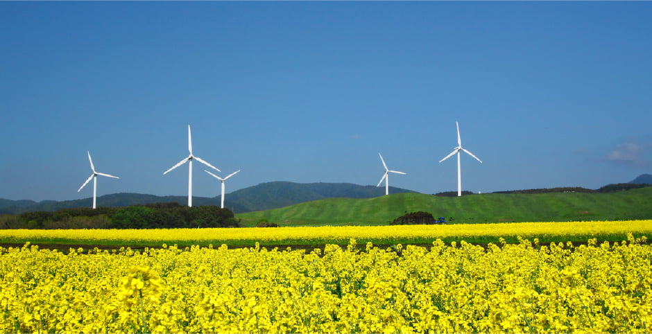 調査のイメージ写真：手前に菜の花畑 奥に5台の風車が見える風景