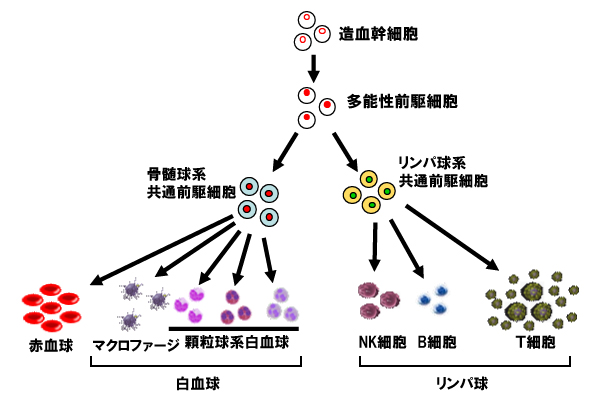 画像：造血細胞のイメージ