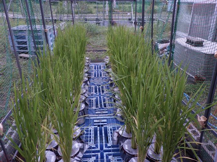 画像：青森県の主要農産物であるイネを対象に、玄米への放射性セシウムの転流を抑制する手法について、調査を進めています。