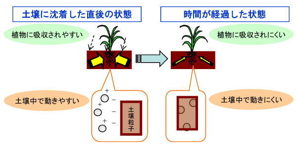 画像：時間経過による移行係数の変化