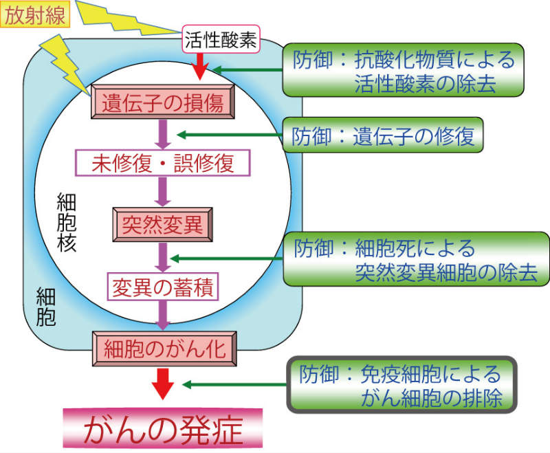 画像：がんと免疫と放射線（イメージ）