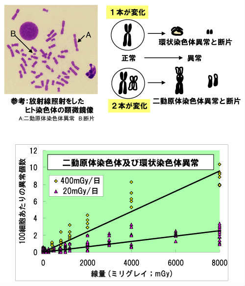 画像：放射線照射と染色体異常頻度の関係のイメージ