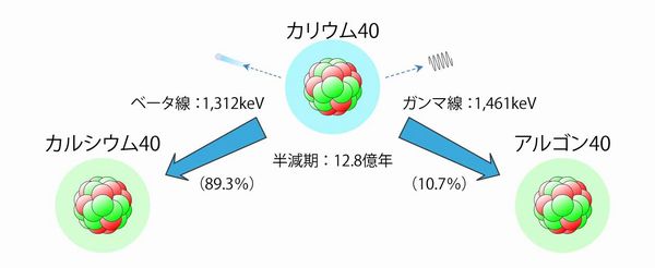 画像：カリウム40の変化イメージ図